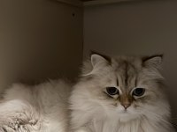 British Longhair ücretsiz yuva