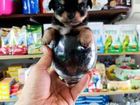 Minnacık teacup LONGHAİR CHİHUAHUA