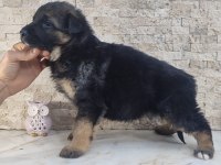 A kalite alman kurdu yavrular