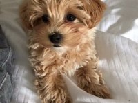 MALTİPOO YAVRULARIM AÇIK VE ESMER RENK ÇEŞİTLERİ