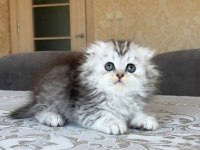 British longhair dişi