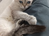 2 Yaşında Dişi Scottish Fold