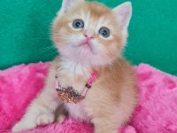 SHOWKLAS KALİTEDE TOPAÇ KAFA BRİTİSH SHORTHAİR GOLDEN
