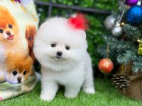 Pomeranian yavrumuza yuva arıyoruz