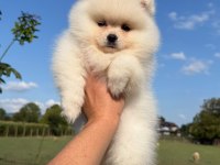 Oyuncak Bebek Gibi Tatlı ve Enerjik Pomeranian Dostumuz