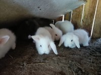 Safkan hollanda lop tavşan yavruları