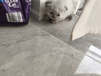 Yavru 1 aylık oyuncu ve eğlenceli cins kediler