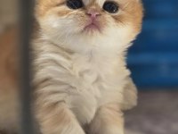 British Longhair Dora