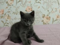 2 aylık british shorthair