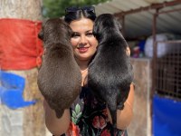 Safkan siyah ve çikolata labrador yavrularım