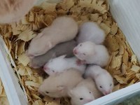 Hamster Bebekler