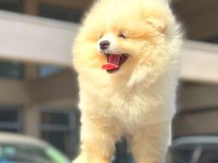POMERANİAN BOO DÜNYASI