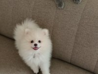 2 Mayıs Doğumlu Pomeranian