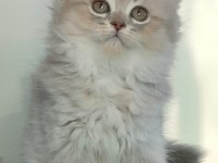 British Longhair Kedilerim