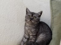Anne Altından Kurt Adam Erkek Oyuncu British Shorthair