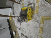 Sahiplendirilecek scottish fold
