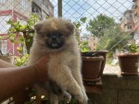 Pomeranian Dişi Prensesimiz