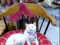 British Shorthair Yavrularımız Irk Ve Sağlık Garantili