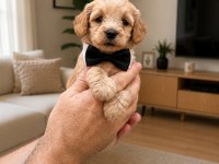 TOY POODLE SEVIMLI YAVRULARIM