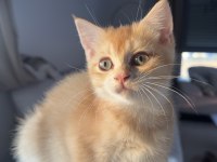 Golden ny12 british shorthair
