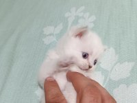 Bluepoint bebişler british shorthair