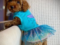TOY POODLE YAVRULARI