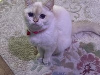 British shorthair 1,5 yaşında