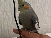 Full evcil ele alışkın erkek yavru sultan papağanı