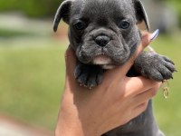 Mini boy erkek bulldog