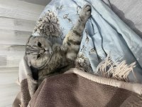 3 Yaşında Scottish Fold Dişi