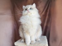 Gri british longhair yakışıklı