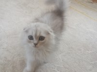 Scottish Fold 3 Buçuk Aylık Erkek