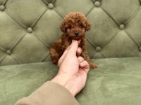 TEA CUP VE TOY BOY DA RED BROWN KORE POODLE YAVRULARIMIZ