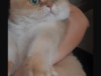 British shorthair şecereli ny11 golden