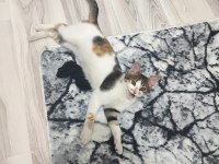 5 aylık dişi calico cinsi kedimiz İç dış paraziti yapıldı