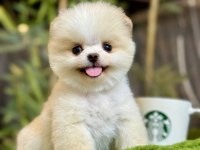 2 aylık erkek teacup pomeranian yavru