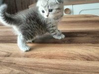YAVRU KEDİLERİMİZ
