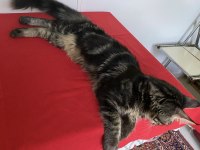 XXXL MAİNE COON ERKEK BLACK TABBY