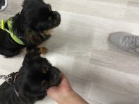 İki kardeş Pekinez 1 Erkek 1 Kız 7 Aylık