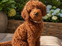 Batman Köpek Dişi Toy Poodle 2 Aylık Yavru