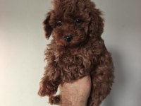2.5 aylık toy poodle