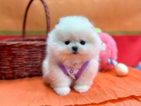 Safkan Pomeranian Boo Yavrularımız