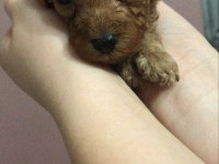 Erkek Toy Poodle Yavruları
