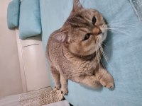SAĞLIK NEDENİYLE BRİTİSH GOLD KEDİMİ SAHİPLENDİRECEĞİM