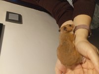 Acil ilan 4-5 aylık minnoş anne hamster