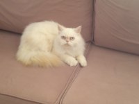 Yakışıklı İran Kedisi Oğlum