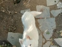 ANTALYADAN ANNE ALTINDAN 5 AYLIK DİŞİ SİBİRYA KURDU