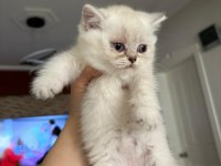 Şirinim şirin british shorthair bebekler teslime hazır