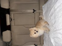 2 yaş erkek pomeranian