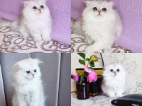 Scottish fold longhair dişi